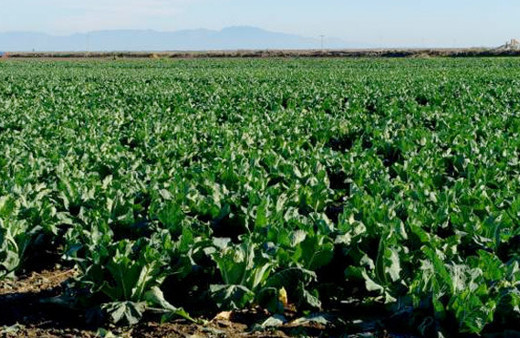 10 dönümlük sebze tarlasını lağım suyuyla suladı