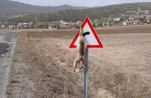 Bir mahalleyi şok eden görüntü!