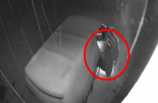 Meraklı ayı arabaya dadandı! Araç sahibi isyan etti 