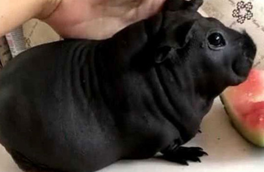 Köpek diye aldığı hayvan büyüdüğünde bakın neye dönüştü!