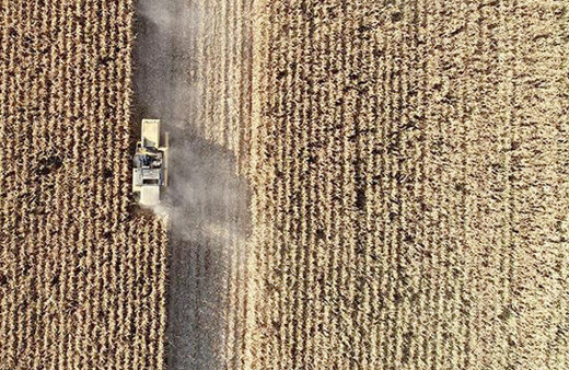 Konya Ovası'nda çiftçinin yeni gözdesi
