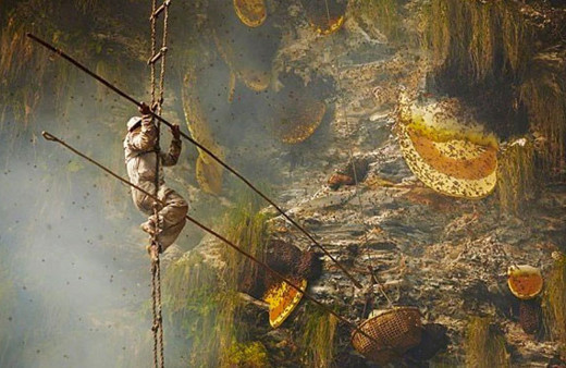 Gurung balı şaşkına çeviren bir yöntemle bakın nasıl elde ediliyor