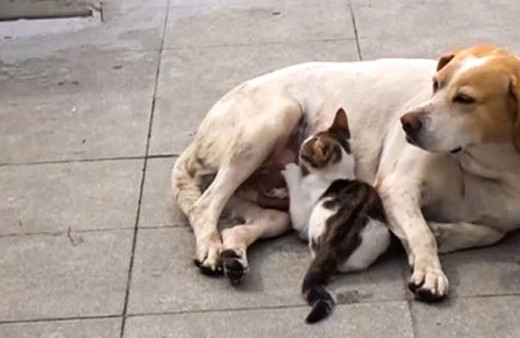Yavru kediye annelik yapan köpek