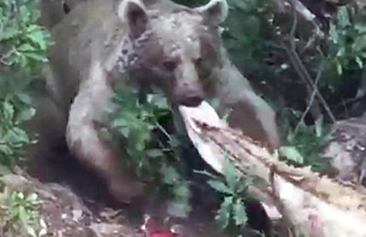 Köylüler dehşete düştü! Evin yanından alıp götürdü...