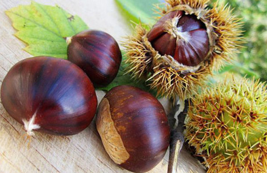 Kış kebabı kestane için alarma geçtiler!