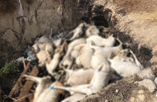 Seyir halindeyken fark etti! Dehşete düştü