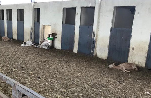 Denizli'de aç bırakıldığı iddia edilen 150 keçi telef oldu