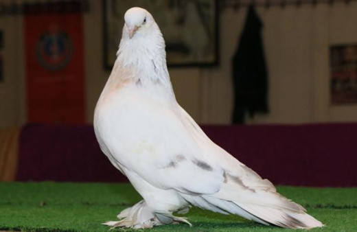 Bu güvercinin fiyatı dudak uçuklatıyor!