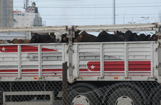 Gemide bekletilen 5 bin angusa tahliye 