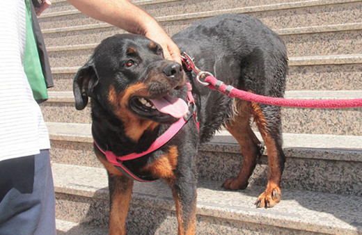 Köpeği demir sopayla döven sanığa ceza