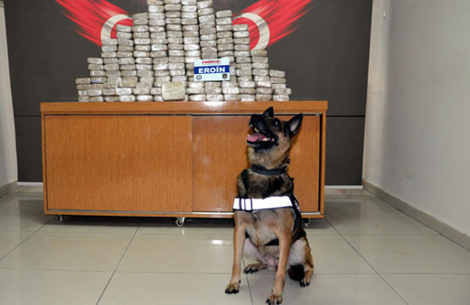 Ödüllü burun affetmiyor Değeri 8 milyon