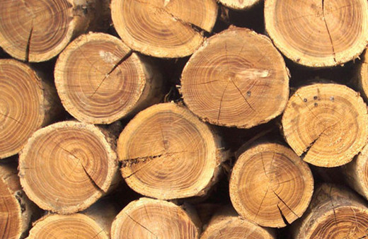 Bilim insanları yanmayan ve su geçirmeyen ahşap teknolojisini geliştirdi