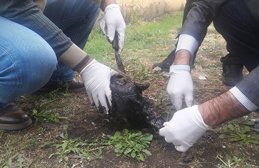 Zifte bulanan kaplumbağa temizlenerek bakıma alındı!