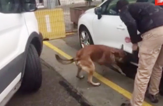 Anadolu Adalet Sarayı'nda şüpheli araç paniği! Bomba mı var