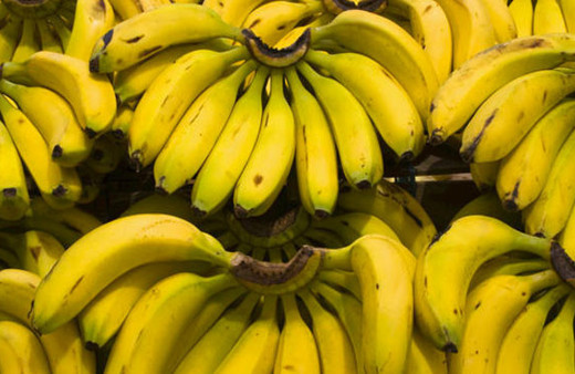 Muz meyvesi yok olma yolunda!