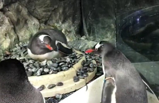 Eşcinsel penguen çift bebek sahibi oldu