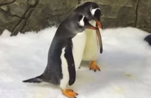 Eşcinsel penguen çift yavru sahibi oldu