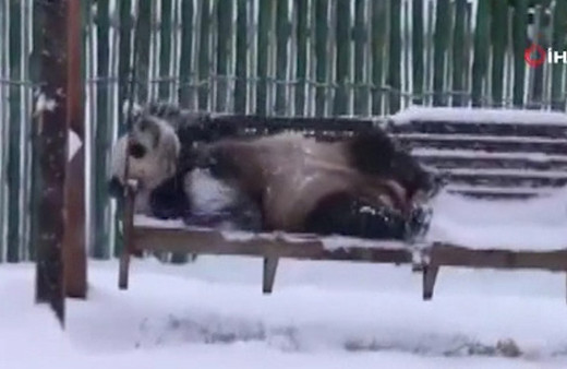 Pandalardan kar keyfi kamerada