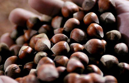 Fındık alımı ile ilgili flaş açıklama!