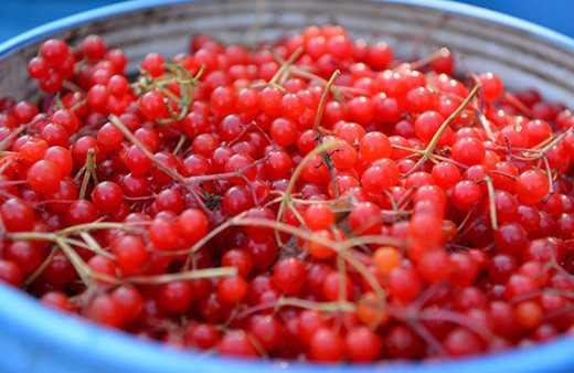 Gençlik iksiri Gilaburunun faydaları kanıtlandı