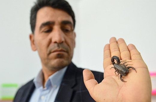 Evinin altında 500 akrep yetiştiriyor