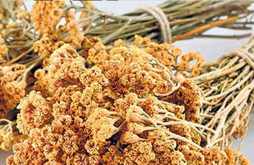 Civanperçemi çayı ne işe yarar?