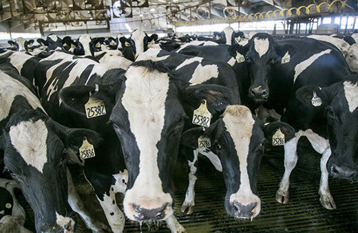 Hollanda'da dünyanın ilk yüzen çiftliği açılacak