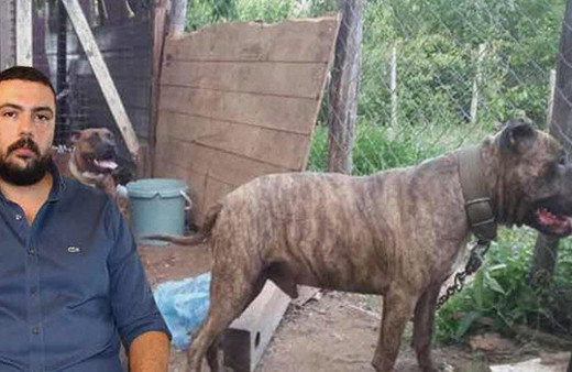 Pitbull dehşeti: Polis operasyonuyla kurtarıldı!