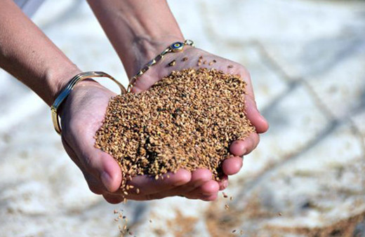 Ula’nın susamına Yunan ve Japon ilgisi