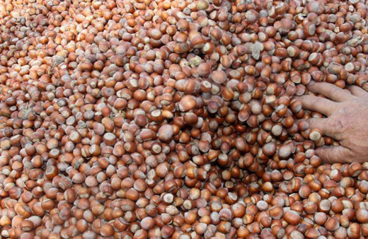 Fındık alımları bugün başlıyor