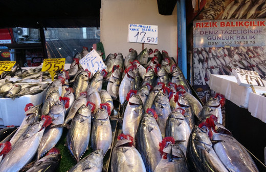 Palamudun tane fiyatı 20 lira oldu!  Balıkçılar hamsiyi bekliyor