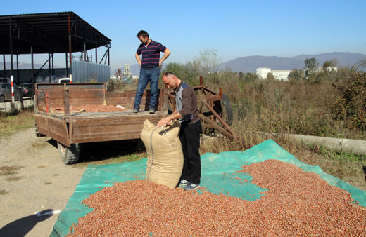 Fındıklar alınmaya başlandı ! 14 TL'den alınıyor