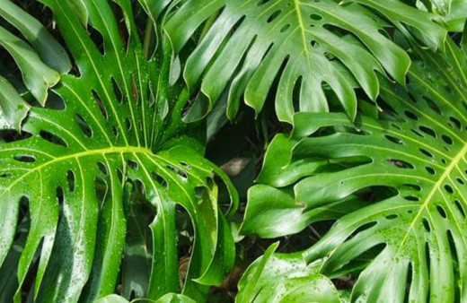 Deve Tabanı bitkisinin özellikleri nelerdir? 