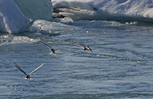 Küresel ısınma onları da vurdu kutuplar kuşlar için artık 'güvenli liman' değil
