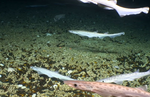 Drone sayesinde kedi balığı kolonisi keşfedildi