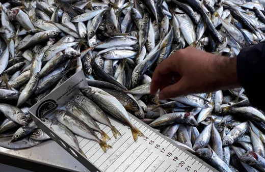 Tonlarca balığa el konuldu Balıkçılar yasak dinlemedi