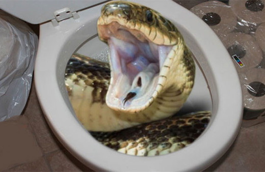 Tuvalette saklanan piton cinsel organından ısırdı 15 dikiş atıldı...