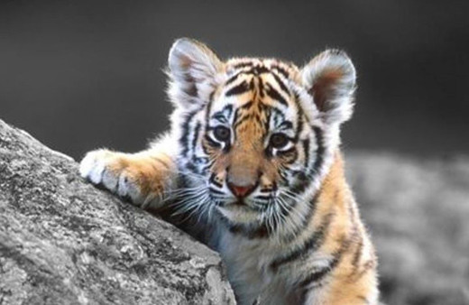 Çin 25 yıllık yasağını kaldırıyor bu karar çok tartışılır