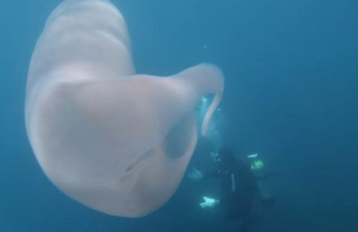  Denizde 8 metrelik gizemli dev canlı bulundu