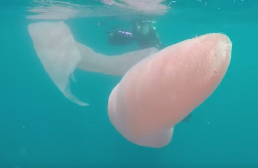 Denizde 8 metrelik gizemli dev canlı! Dalgıçlar gözlerine inanamadı