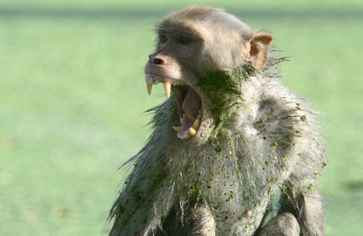 Maymun dehşeti! 12 günlük bebeği annesinin kucağından alıp...