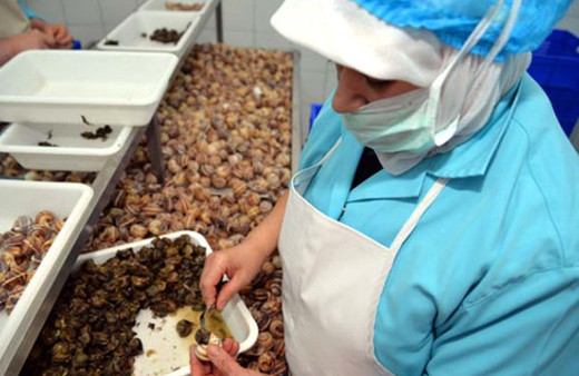 Salyangoz dolması ile 5 milyon dolarlık ihracat!