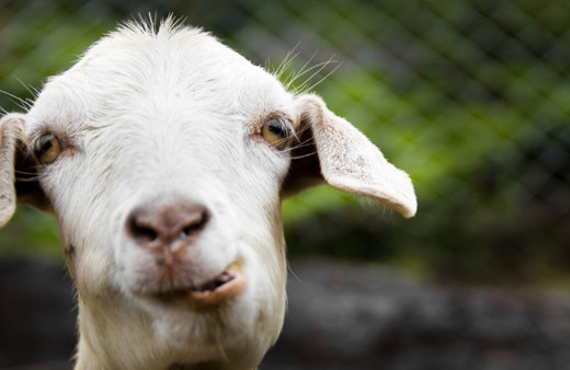 Paris metrosuna keçi ile bindi görevli ile tartıştı