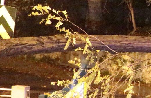 İstanbul'un göbeğinde ağaç devrildi, yol trafiğe kapandı