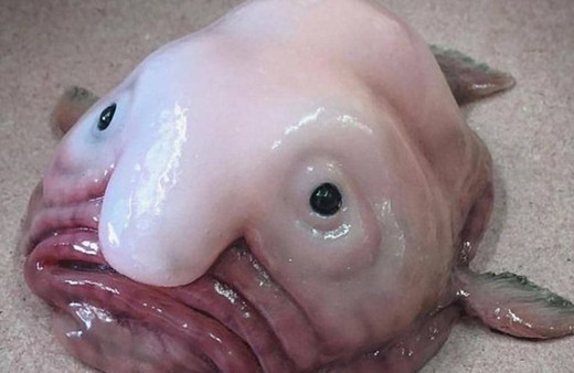 Derin denizin bilinmeyen vahşi yüzleri