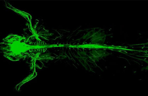 Türk bilim adamından tıp dünyasında şeffaf devrim