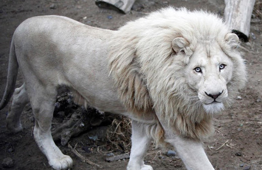 Beyaz aslan ülkeyi karıştırdı: Ünlü isimden tepki!