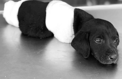 Can dostlara işkence cezasız kalmayacak 5 yıl hapis