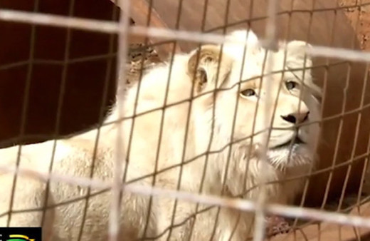 Beyaz aslan ülkeyi karıştırdı: Ünlü isimden tepki!