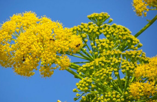 Cinsel gücü de artıran Çakşır kökünün inanılmaz faydaları
